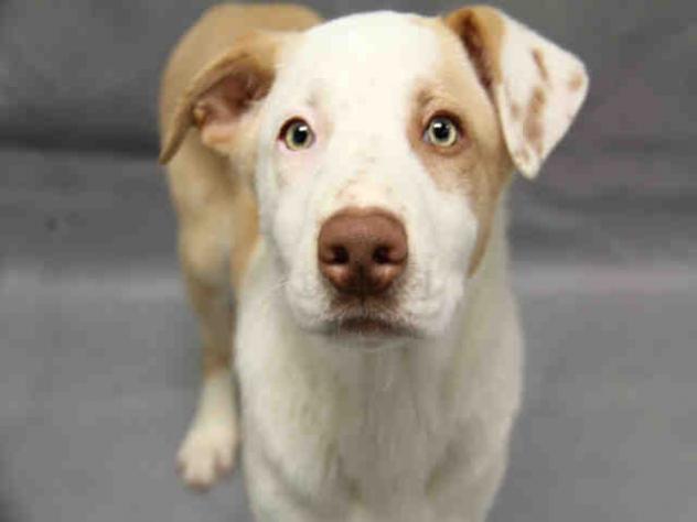 augusta adoption adoptable dogs for may 20 2016 politics caigns and elections augusta adoption adoptable dogs for may 20 2016 politics caigns and elections