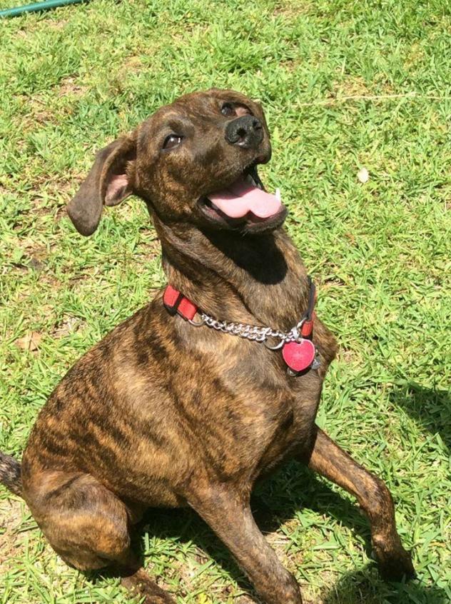 Plott Hound Greyhound Mix 2025