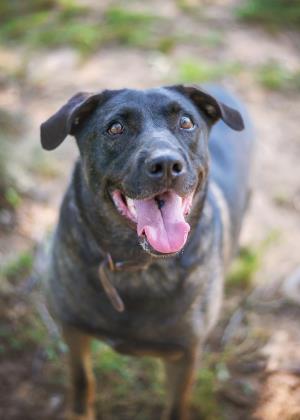 puppy adoption cleveland adoptable official dogs for july 20 2016 politics caigns and puppy adoption cleveland adoptable official dogs for july 20 2016 politics caigns and