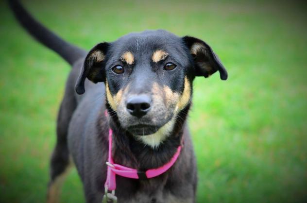 Sophie Blue Ridge