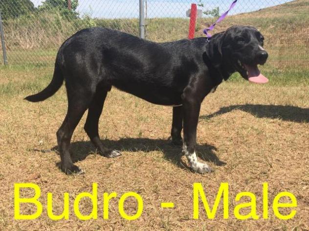 Budro