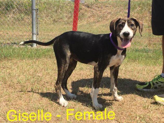 Giselle