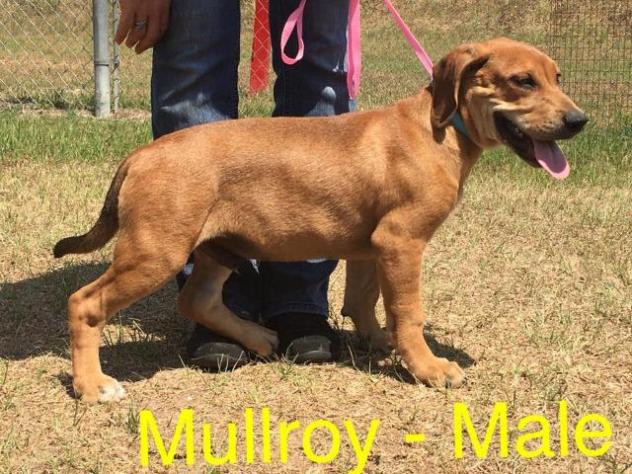 Mullroy