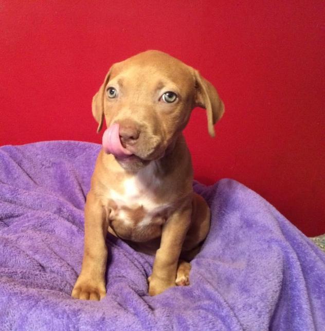 Virginia Pibble