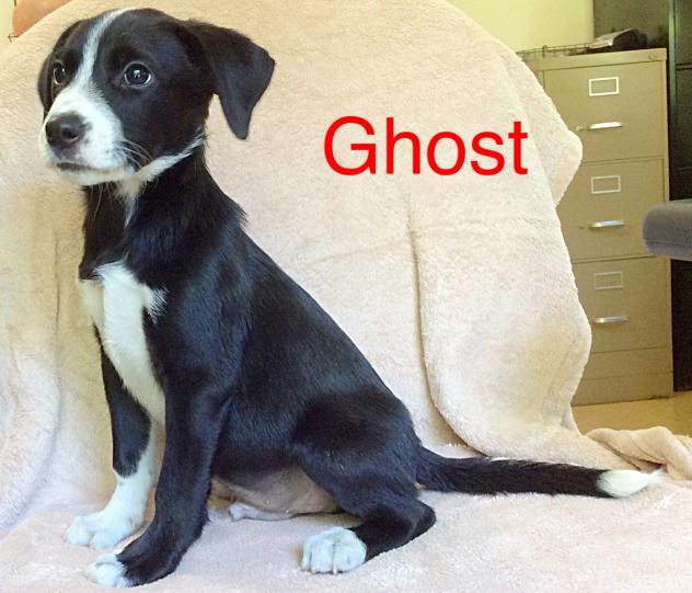 Ghost