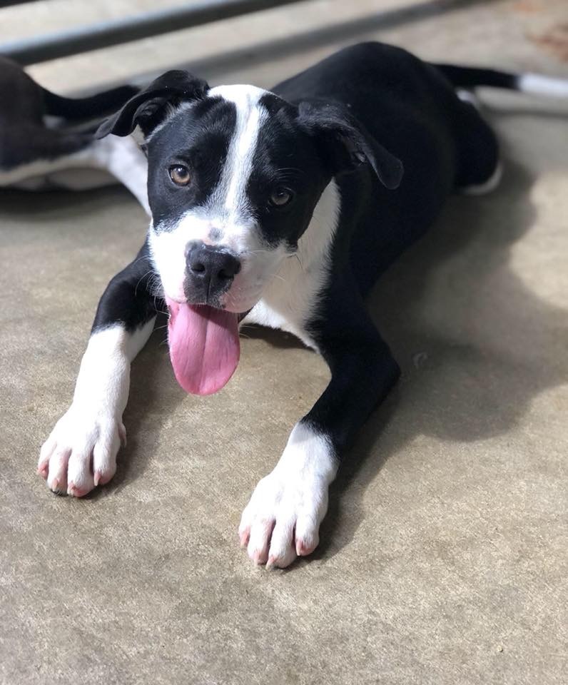 Baxter AAA