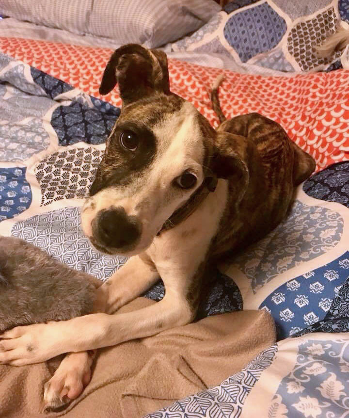 whippet rescue southeast