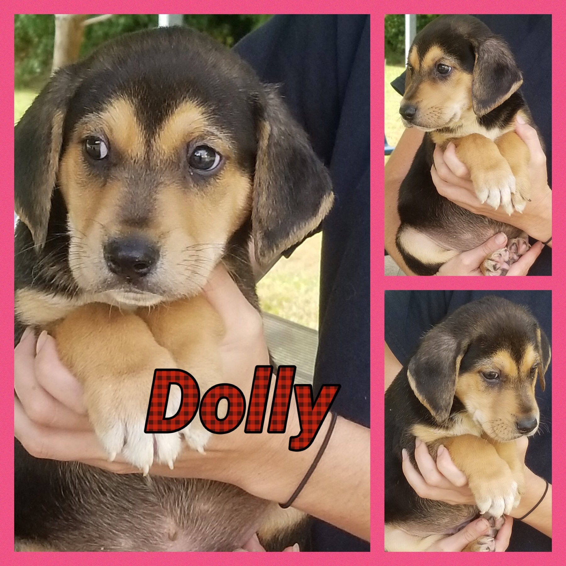 Dolly Smithgall