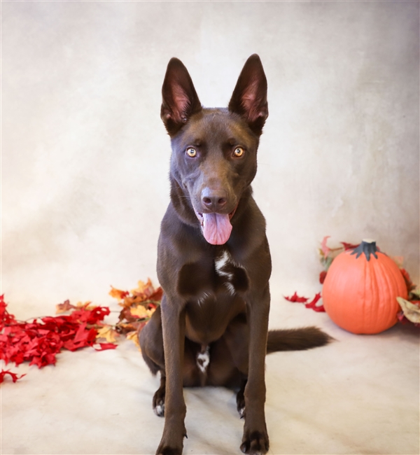 kelpie malinois mix