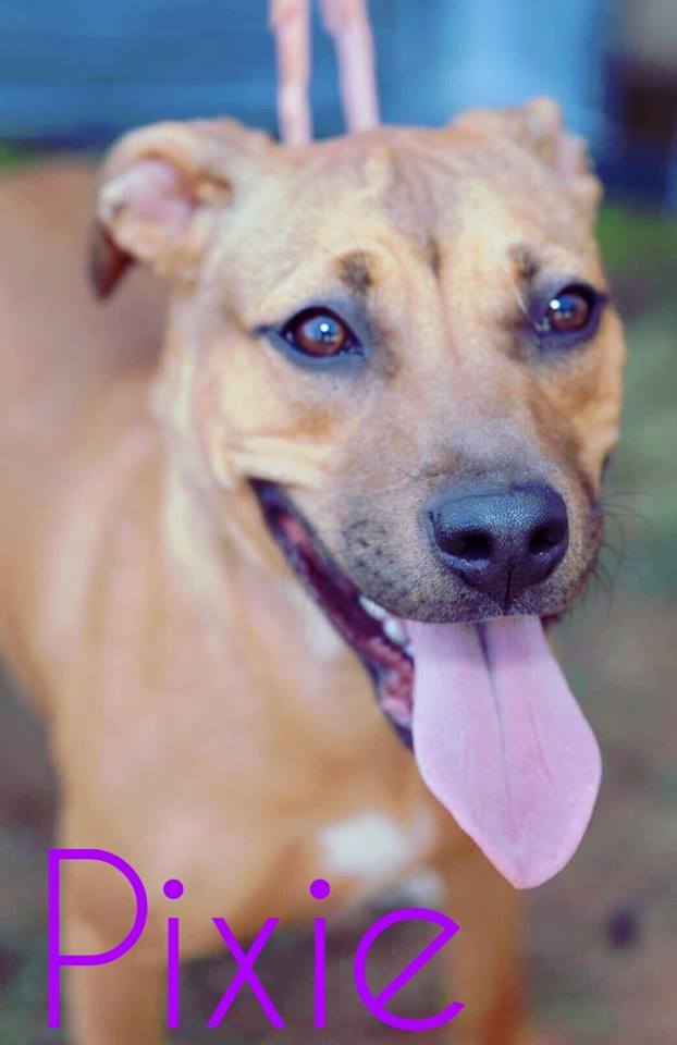 Dog Rescue Stockbridge Ga Dog Rescue Stockbridge Ga