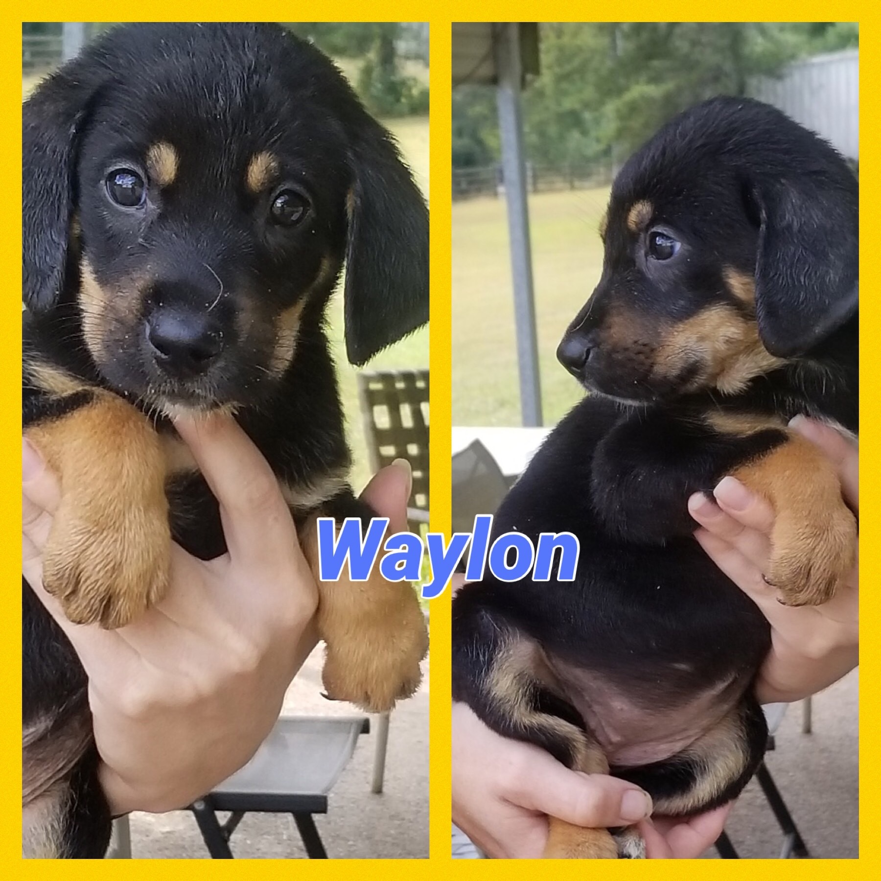 Waylon Smithgall