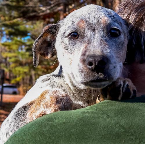 Sugar Plum Fairy Habersham