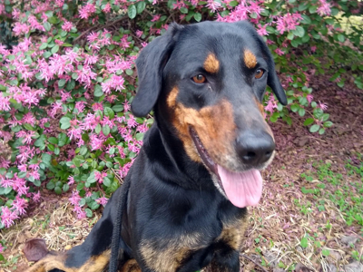 Black And Tan Coonhound German Shepherd Mix 2025
