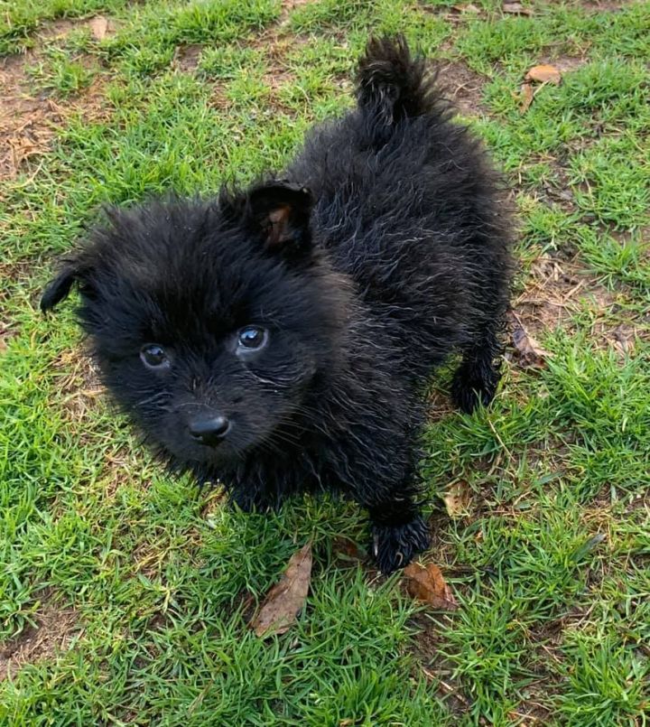 Adoptable (Official) Georgia Dogs for February 6, 2020 - Georgia