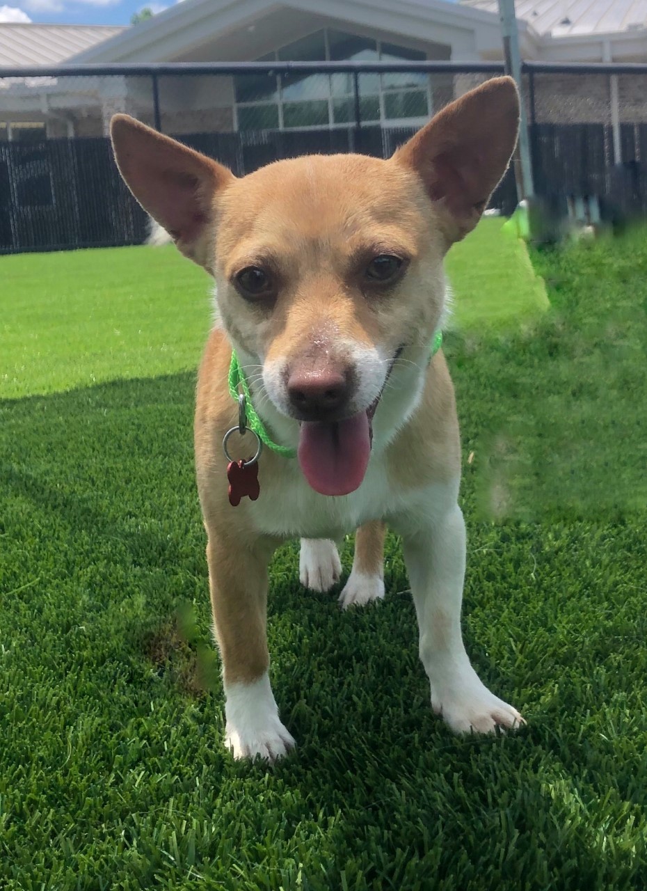 Peanut Humane Society Northwest GA Dalton