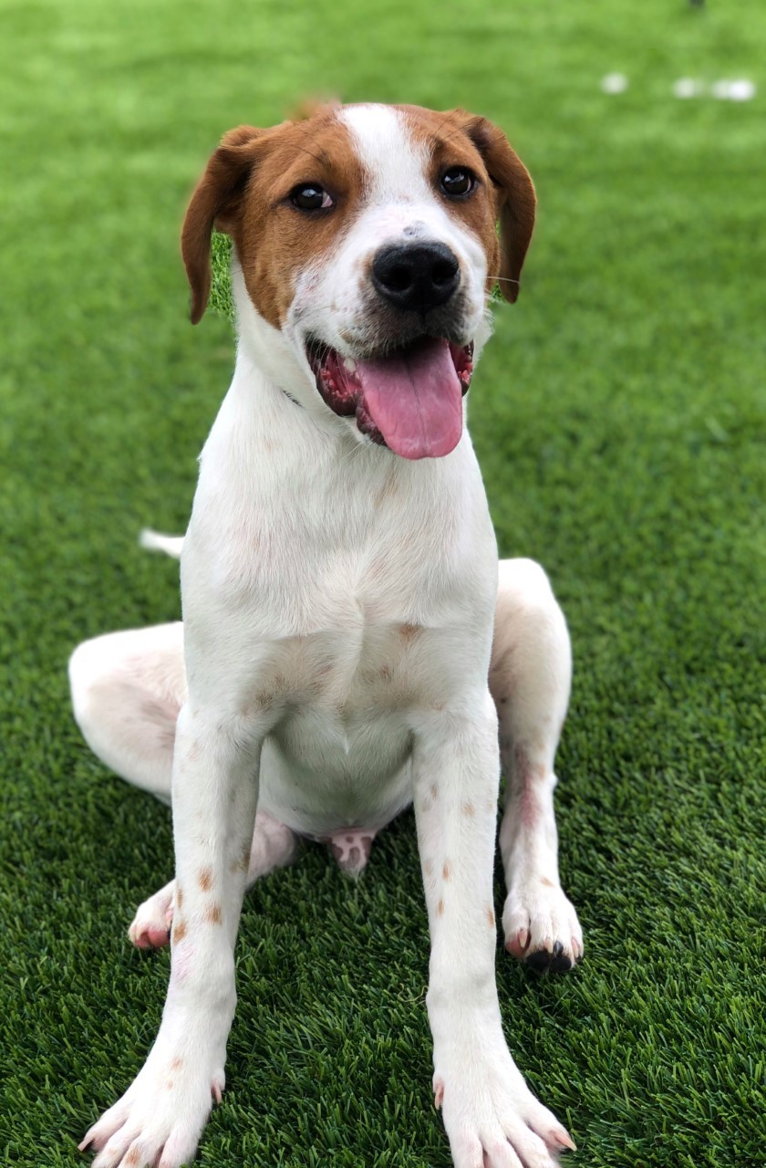 Ricky Humane Society Northwest GA Dalton