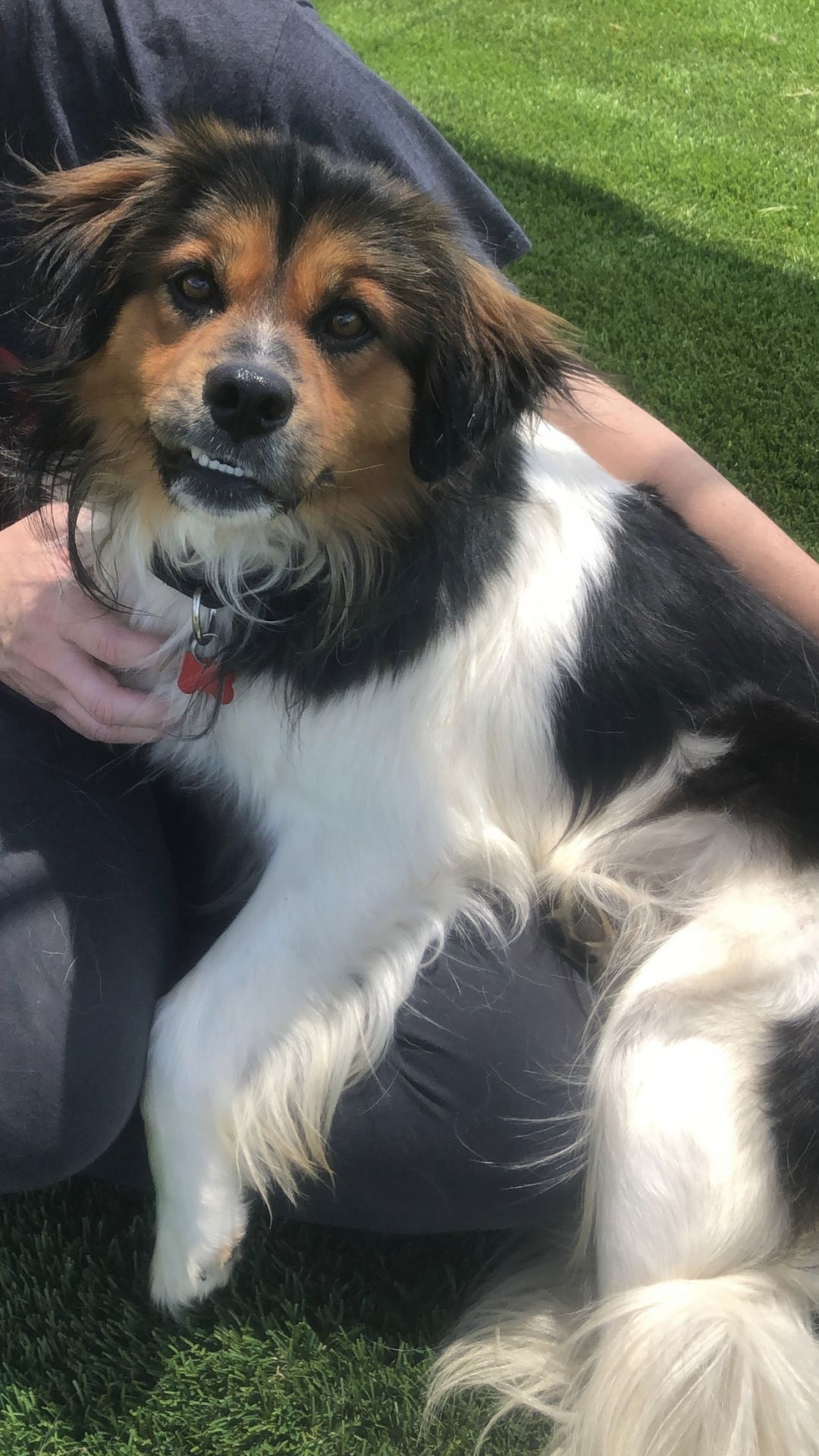 Sarge Humane Society Northwest GA Dalton