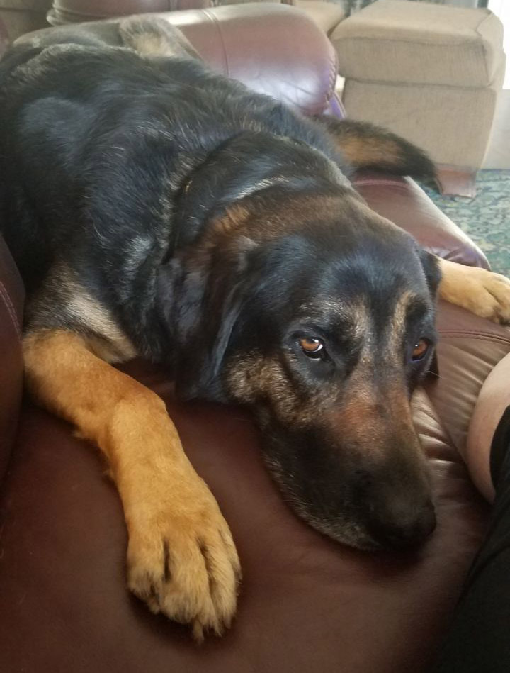 Buster Companion Animal Rescue Madison