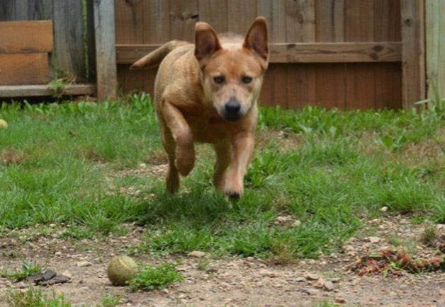 Cricket Companion Animal Rescue Madison