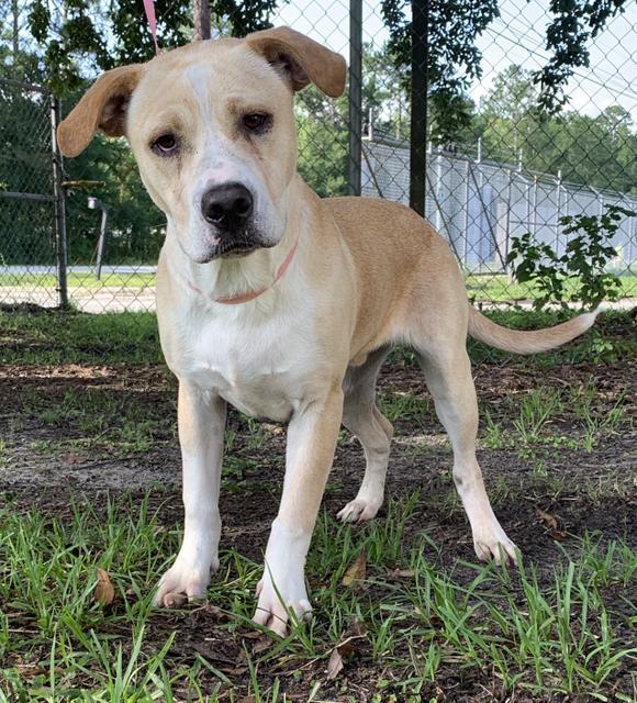 Duke Camden County Humane