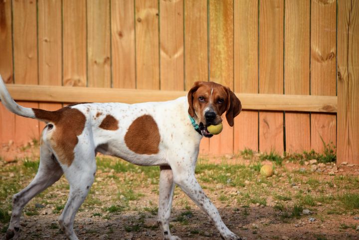 Jack Companion Animal Rescue Madison
