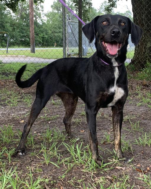 Jilly Camden County Humane