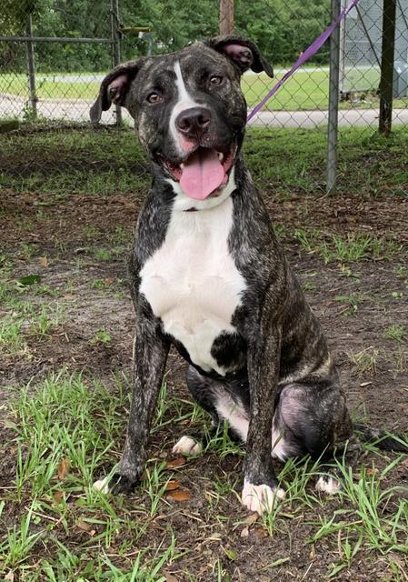 Penelope Camden County Humane