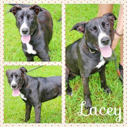 Lacey Charles Smithgall Humane