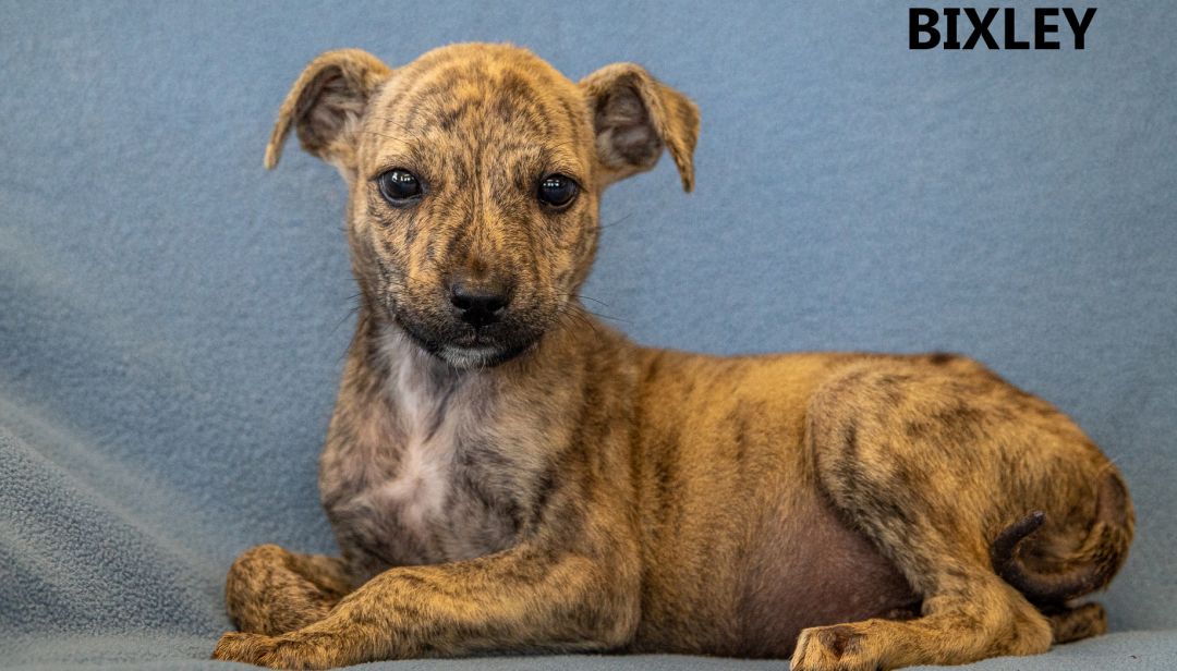 Bixley Washington Wilkes Humane Animal Shelter