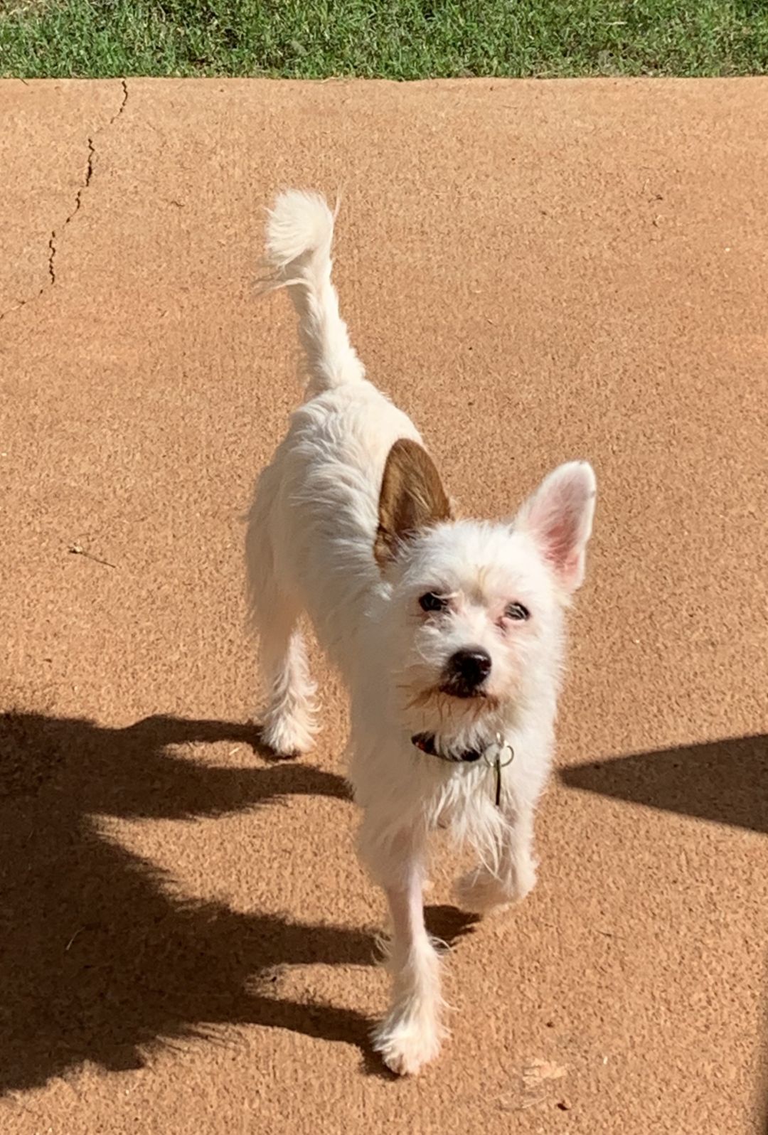 Cody Alcovy Pet Rescue