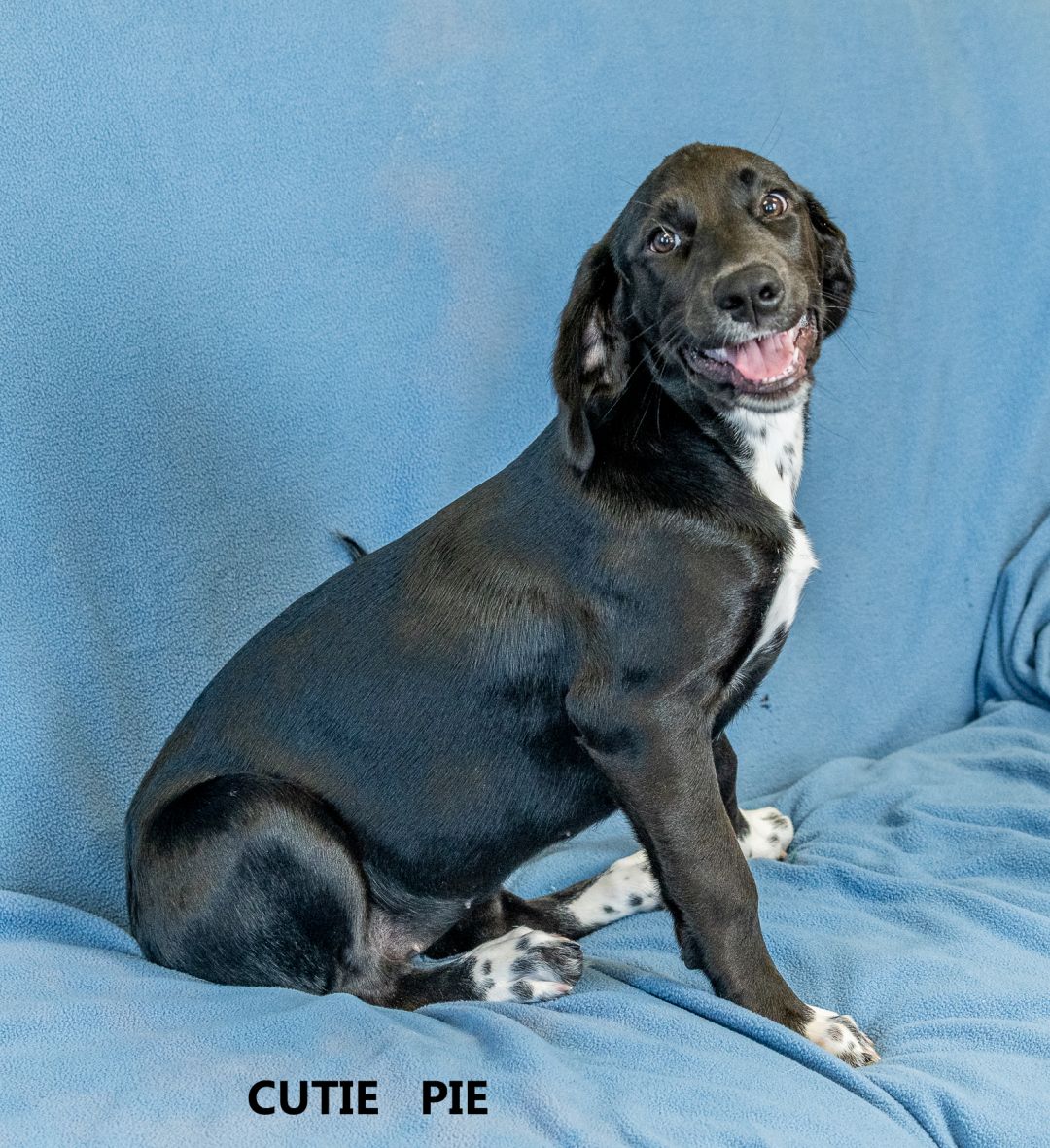 Cutie Pie Washington Wilkes Humane Animal Shelter