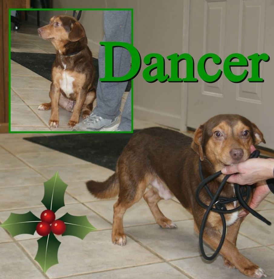 Dancer Alcovy Pet Rescue