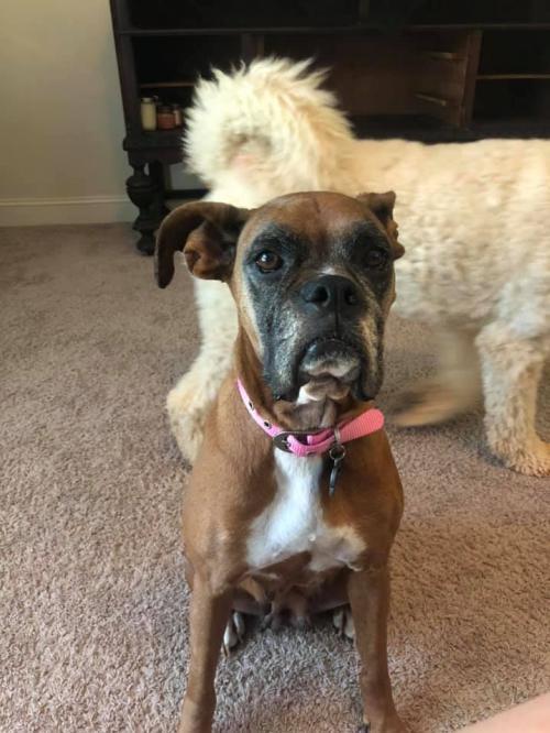 Myla Pup and Cat Co