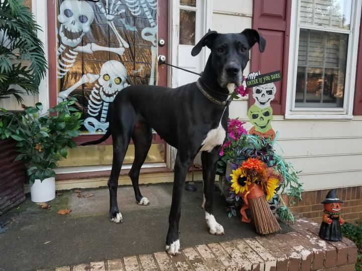 Athena Paws and Stars Animal Rescue