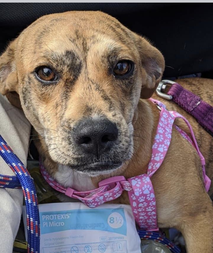 Dog adoption Archives GaPundit