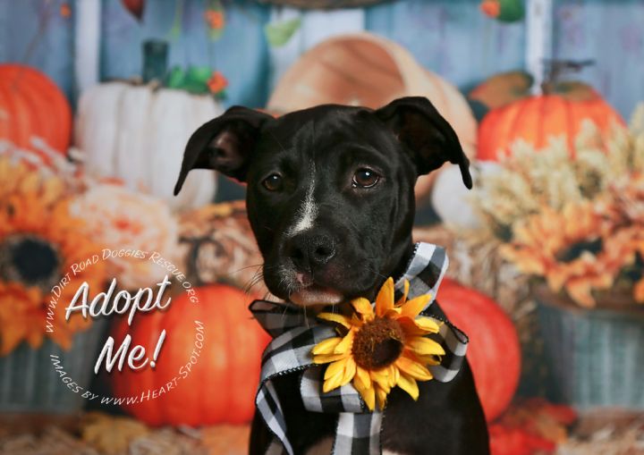 Buttercup Dirt Road Doggies Rescue