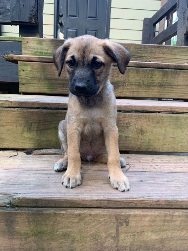 Buzz Lightyear Dirt Road Doggies Rescue