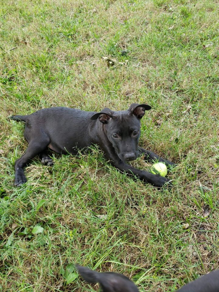Chantilly Freedom Bridge Animal Rescue