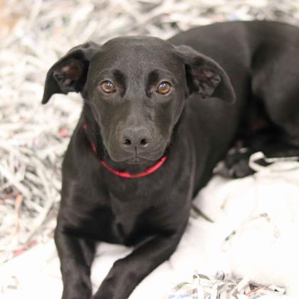 Dee Dee Atlanta Humane Society