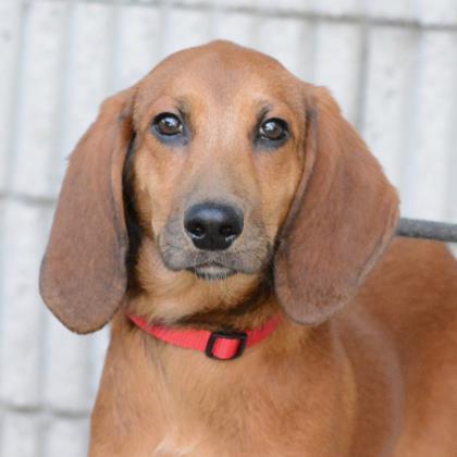 Dexter Atlanta Humane Society