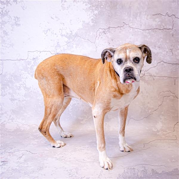 Gracie Gwinnett County Animal Shelter