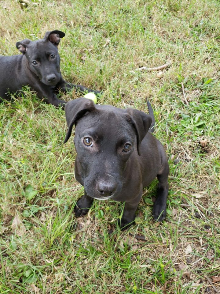 Lace Freedom Bridge Animal Rescue
