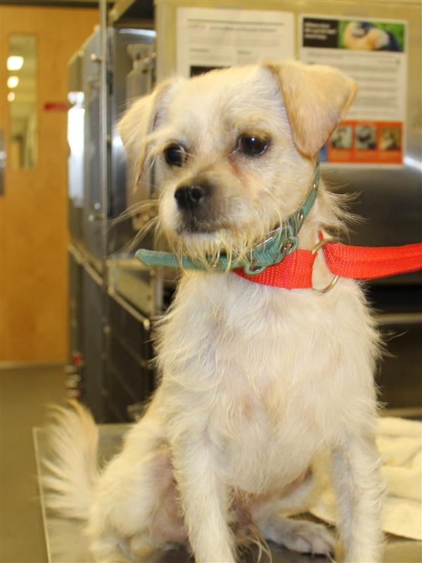 Lester Gwinnett County Animal Shelter