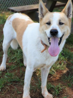 Mango Athens Canine Rescue