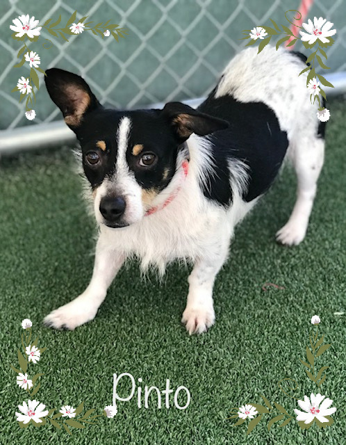 Pinto Cobb County Animal Shelter