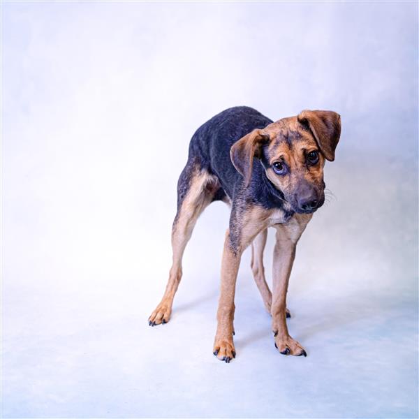 Rocco Gwinnett County Animal Shelter