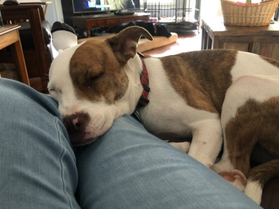 Rose Athens Canine Rescue