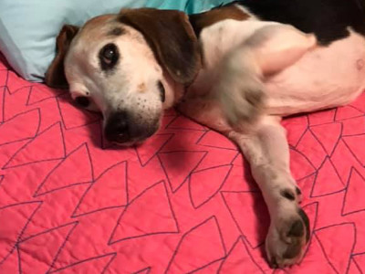 Todd Athens Canine Rescue