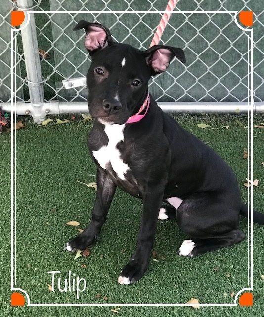 Tulip Cobb County Animal Shelter