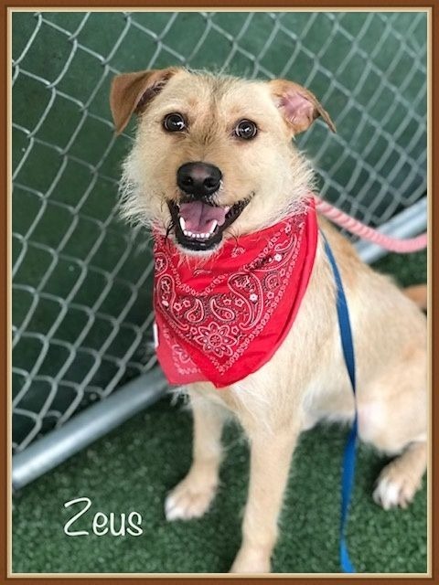 Zeus Cobb County Animal Shelter